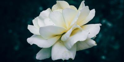 Почему стоит выбрать именно нашу кровать?