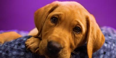 Стильная и удобная односпальная кровать для вашего дома!